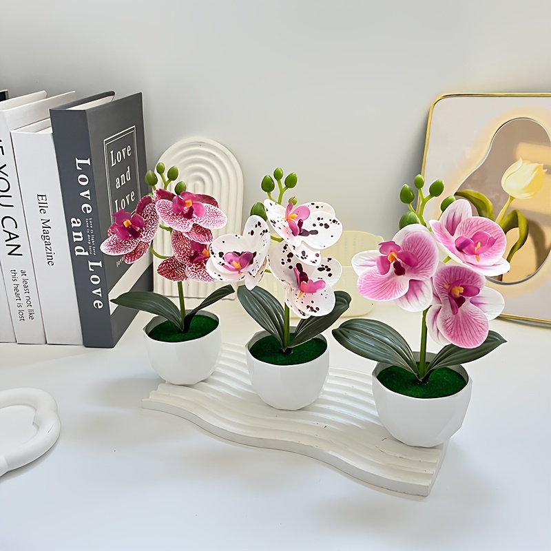 3pcs Anggrek Phalaenopsis Buat - Orchid Phalaenopsis ulasan dan harga