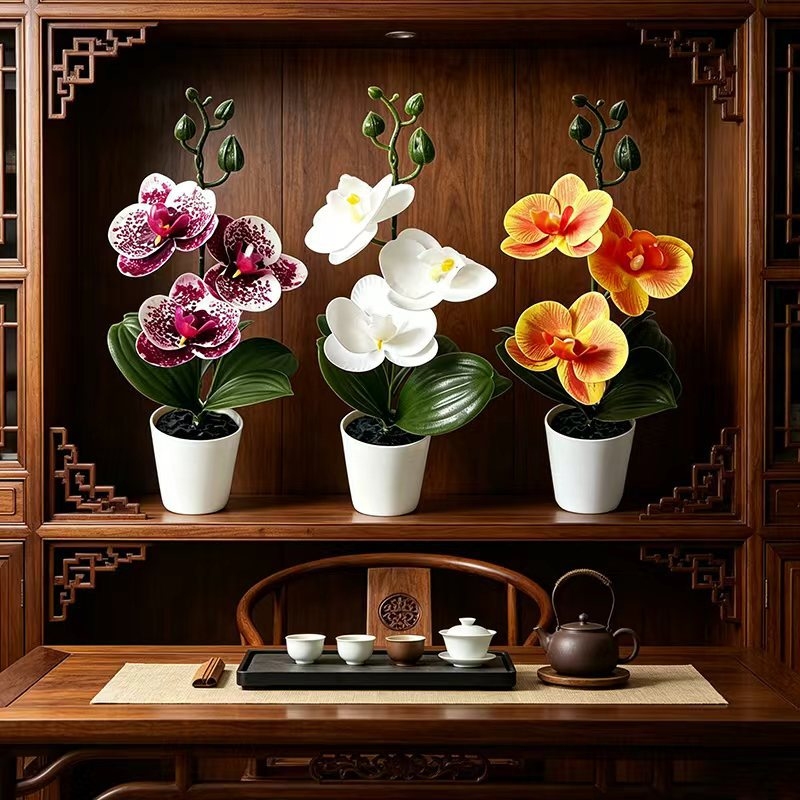 Tanaman Anggrek Kupu-Kupu Mini - Orchid Phalaenopsis ulasan dan harga