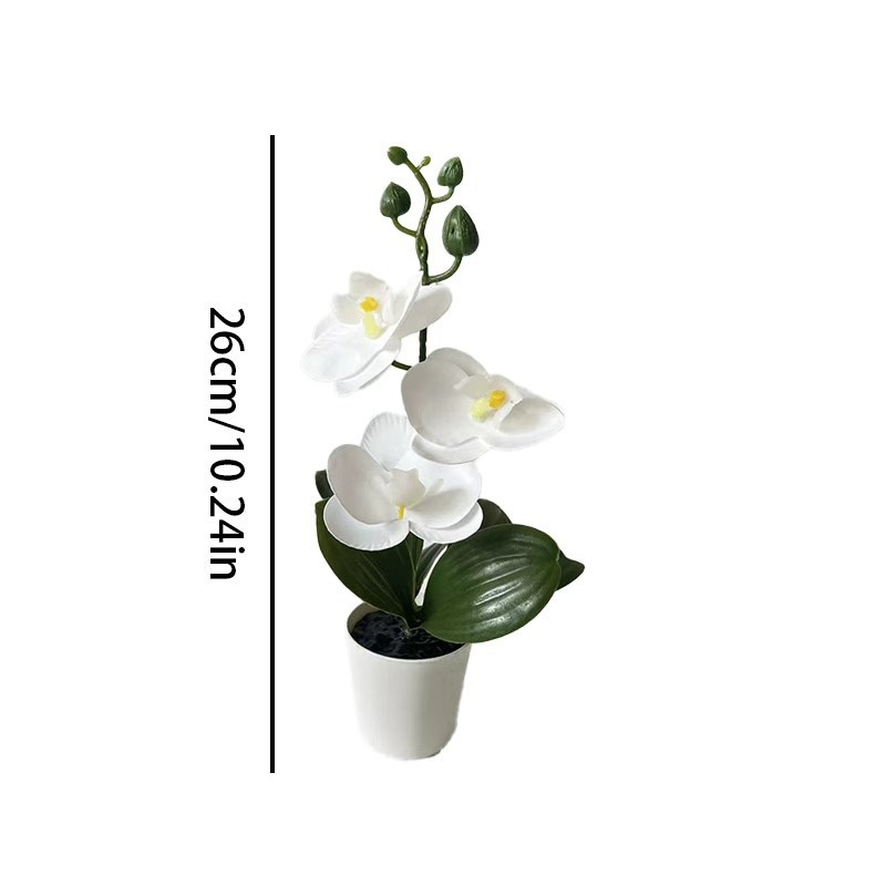 Tanaman Anggrek Kupu-Kupu Mini - Orchid Phalaenopsis ulasan dan harga