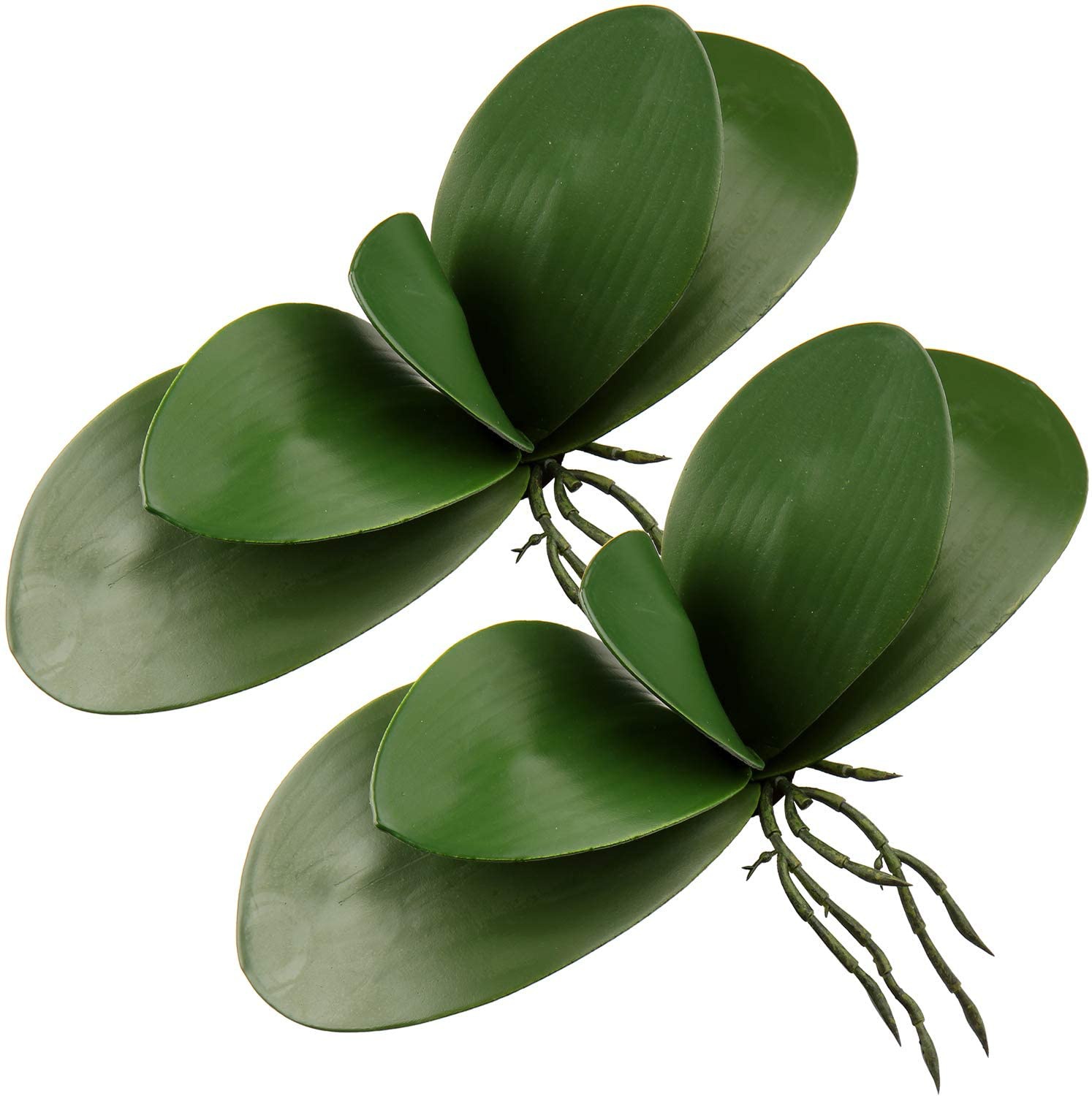Daun Phalaenopsis buatan tanam - Orchid Phalaenopsis ulasan dan harga