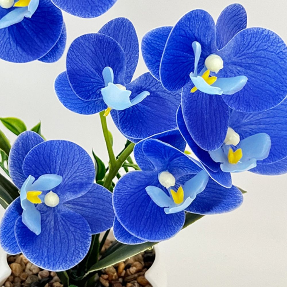 Anggrek Kupu-kupu Simulasi Mul - Orchid Phalaenopsis ulasan dan harga